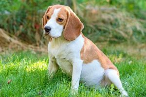 Top dofg Accessories for Your Car Dog | My Caring Dog – Tips, Stories, and Care Guides for Loving Pet Owners