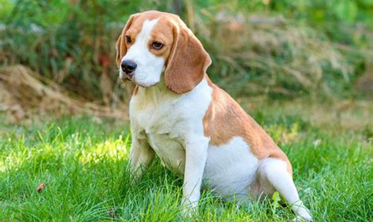 Top dofg Accessories for Your Car Dog My Caring Dog – Tips, Stories, and Care Guides for Loving Pet Owners Top dofg Accessories for Your Car Dog | My Caring Dog – Tips, Stories, and Care Guides for Loving Pet Owners