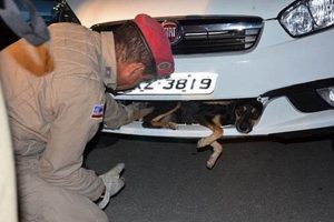 Dog Hit by Car: Help & Prevention Guide My Caring Dog – Tips, Stories, and Care Guides for Loving Pet Owners Dog Hit by Car: Help & Prevention Guide | My Caring Dog – Tips, Stories, and Care Guides for Loving Pet Owners