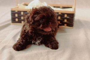 Ultimate Pomeranian Shih Tzu Care Guide My Caring Dog – Tips, Stories, and Care Guides for Loving Pet Owners Ultimate Pomeranian Shih Tzu Care Guide | My Caring Dog – Tips, Stories, and Care Guides for Loving Pet Owners