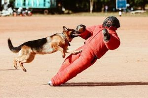 Become a Dog Trainer: Career Path & Guide My Caring Dog – Tips, Stories, and Care Guides for Loving Pet Owners Become a Dog Trainer: Career Path & Guide | My Caring Dog – Tips, Stories, and Care Guides for Loving Pet Owners