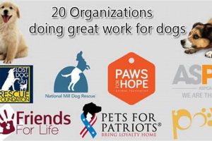 Top Dog Organizations for Car Travel Safety | My Caring Dog – Tips, Stories, and Care Guides for Loving Pet Owners
