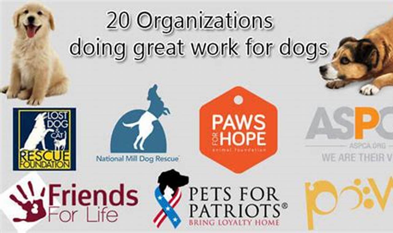 Top Dog Organizations for Car Travel Safety My Caring Dog – Tips, Stories, and Care Guides for Loving Pet Owners Top Dog Organizations for Car Travel Safety | My Caring Dog – Tips, Stories, and Care Guides for Loving Pet Owners