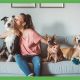 Best Pet Services for Your Dog: Care & More | My Caring Dog – Tips, Stories, and Care Guides for Loving Pet Owners