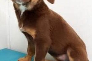 Dog Shelter In Morton Grove My Caring Dog – Tips, Stories, and Care Guides for Loving Pet Owners Dog Shelter In Morton Grove | My Caring Dog – Tips, Stories, and Care Guides for Loving Pet Owners