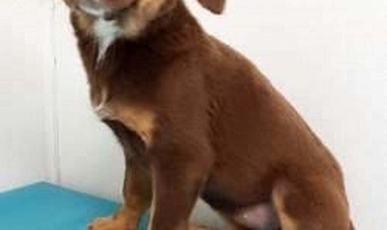 Dog Shelter In Morton Grove My Caring Dog – Tips, Stories, and Care Guides for Loving Pet Owners Dog Shelter In Morton Grove | My Caring Dog – Tips, Stories, and Care Guides for Loving Pet Owners