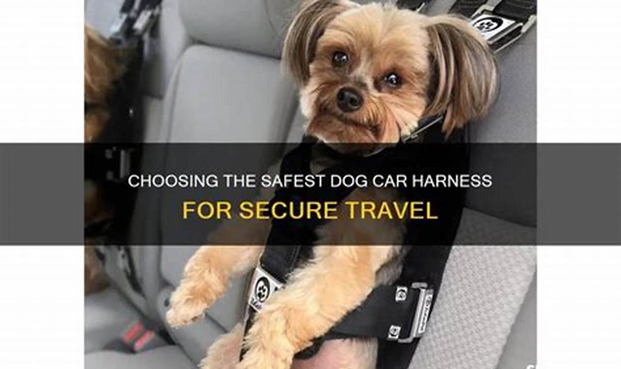Top Safest Dog Car Harnesses for Secure Travel | My Caring Dog – Tips, Stories, and Care Guides for Loving Pet Owners
