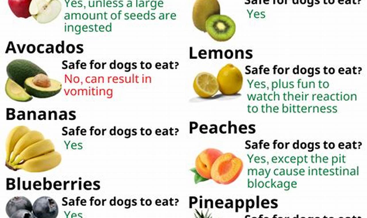 Best Car Accessories Can Dogs Actually Use? | My Caring Dog – Tips, Stories, and Care Guides for Loving Pet Owners