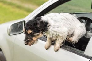 Dog Jumping Out Car Window | My Caring Dog – Tips, Stories, and Care Guides for Loving Pet Owners