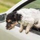 Dog Jumping Out Car Window | My Caring Dog – Tips, Stories, and Care Guides for Loving Pet Owners