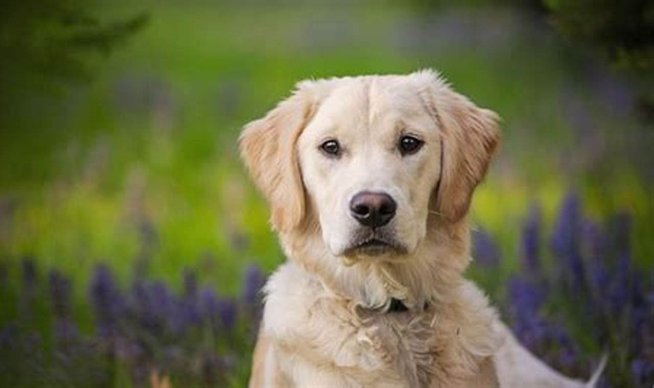 Smartest Car Dog Breeds: Top Picks | My Caring Dog – Tips, Stories, and Care Guides for Loving Pet Owners