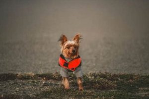Canine Companion Dog Vest | My Caring Dog – Tips, Stories, and Care Guides for Loving Pet Owners
