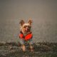 Canine Companion Dog Vest | My Caring Dog – Tips, Stories, and Care Guides for Loving Pet Owners