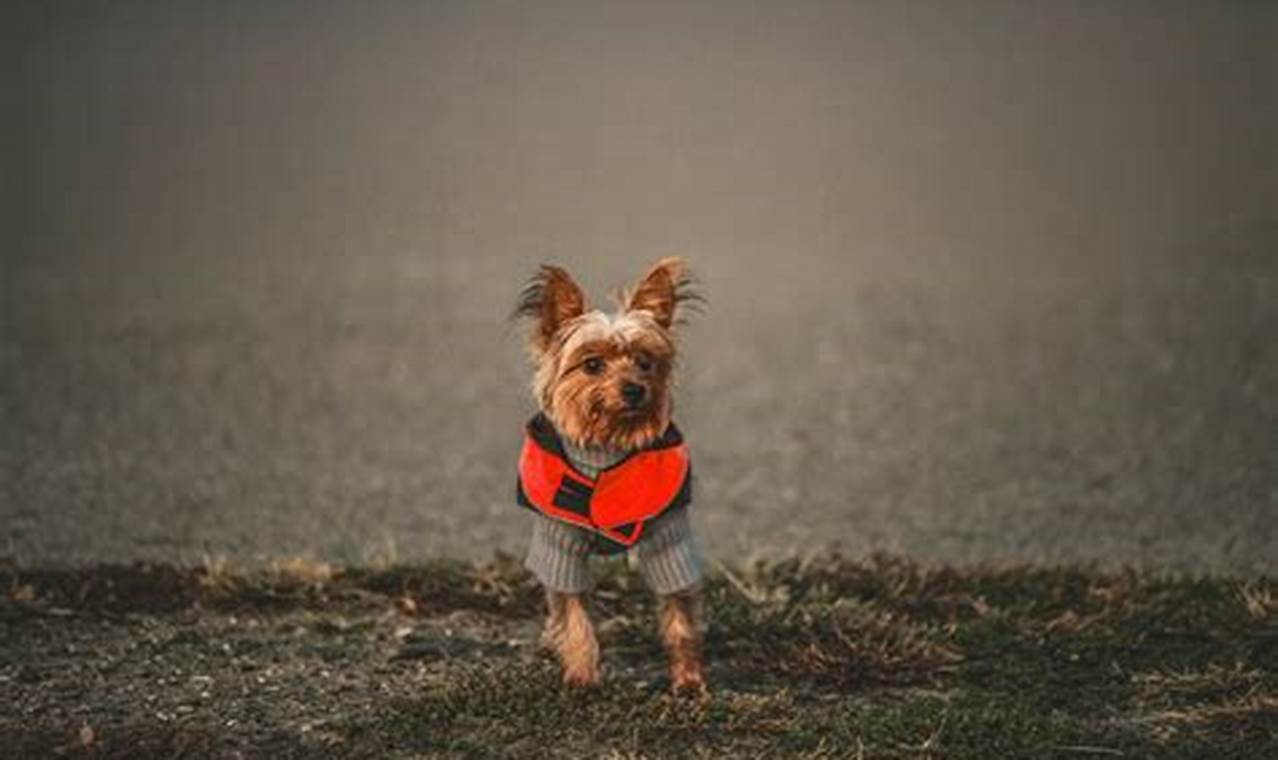 Canine Companion Dog Vest | My Caring Dog – Tips, Stories, and Care Guides for Loving Pet Owners
