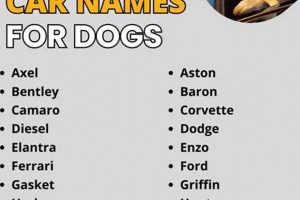 Top Car Part Dog Names: Cool & Unique Ideas | My Caring Dog – Tips, Stories, and Care Guides for Loving Pet Owners
