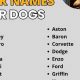 Top Car Part Dog Names: Cool & Unique Ideas | My Caring Dog – Tips, Stories, and Care Guides for Loving Pet Owners