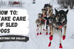 Pro Sled Dog Care Tips & Tricks | My Caring Dog – Tips, Stories, and Care Guides for Loving Pet Owners