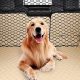 Dog Car Barrier Mesh | My Caring Dog – Tips, Stories, and Care Guides for Loving Pet Owners