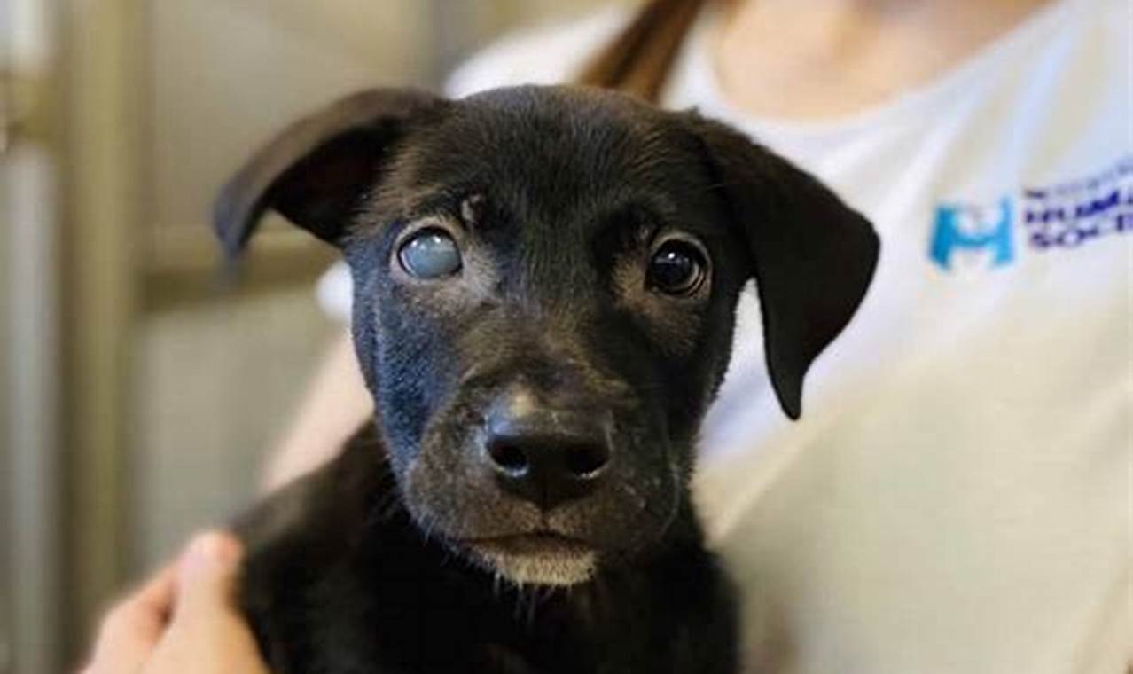 Support Niles Humane Society: Adopt, Don't Shop | My Caring Dog – Tips, Stories, and Care Guides for Loving Pet Owners