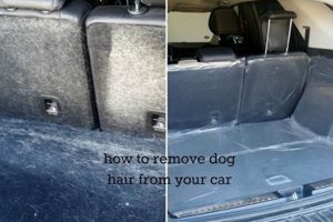 Top Tips: Remove Dog Hair from Car Easily | My Caring Dog – Tips, Stories, and Care Guides for Loving Pet Owners