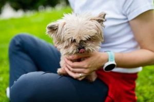 The Ultimate Guide for Dog Parents with Car Dogs My Caring Dog – Tips, Stories, and Care Guides for Loving Pet Owners The Ultimate Guide for Dog Parents with Car Dogs | My Caring Dog – Tips, Stories, and Care Guides for Loving Pet Owners