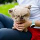 The Ultimate Guide for Dog Parents with Car Dogs | My Caring Dog – Tips, Stories, and Care Guides for Loving Pet Owners