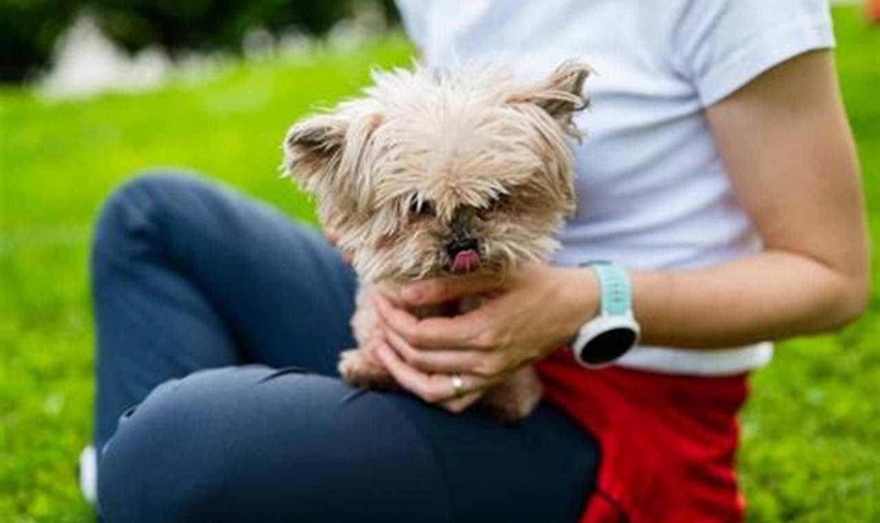 The Ultimate Guide for Dog Parents with Car Dogs My Caring Dog – Tips, Stories, and Care Guides for Loving Pet Owners The Ultimate Guide for Dog Parents with Car Dogs | My Caring Dog – Tips, Stories, and Care Guides for Loving Pet Owners