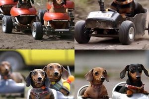 Best Toy Cars for Dogs: Durable & Fun | My Caring Dog – Tips, Stories, and Care Guides for Loving Pet Owners