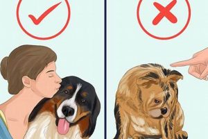 The Solo Dog Owner's Guide: Complete Care Tips | My Caring Dog – Tips, Stories, and Care Guides for Loving Pet Owners
