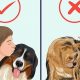 The Solo Dog Owner's Guide: Complete Care Tips | My Caring Dog – Tips, Stories, and Care Guides for Loving Pet Owners