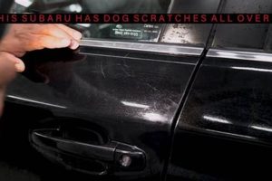 How To Get Dog Scratches Off A Car | My Caring Dog – Tips, Stories, and Care Guides for Loving Pet Owners