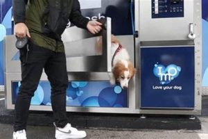 Dog Car Wash: Safe or Risky? Dangers & Alternatives My Caring Dog – Tips, Stories, and Care Guides for Loving Pet Owners Dog Car Wash: Safe or Risky? Dangers & Alternatives | My Caring Dog – Tips, Stories, and Care Guides for Loving Pet Owners