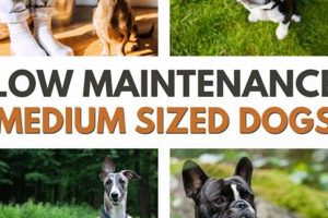 Top 5 Low-Maintenance Dog Breeds for Busy Owners | My Caring Dog – Tips, Stories, and Care Guides for Loving Pet Owners