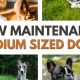 Top 5 Low-Maintenance Dog Breeds for Busy Owners | My Caring Dog – Tips, Stories, and Care Guides for Loving Pet Owners