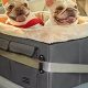 Top Dog Car Seats for Two: Safe & Comfy Rides | My Caring Dog – Tips, Stories, and Care Guides for Loving Pet Owners