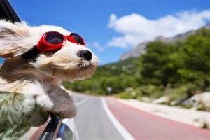How To Car Train Your Dog My Caring Dog – Tips, Stories, and Care Guides for Loving Pet Owners How To Car Train Your Dog | My Caring Dog – Tips, Stories, and Care Guides for Loving Pet Owners