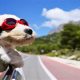 How To Car Train Your Dog | My Caring Dog – Tips, Stories, and Care Guides for Loving Pet Owners