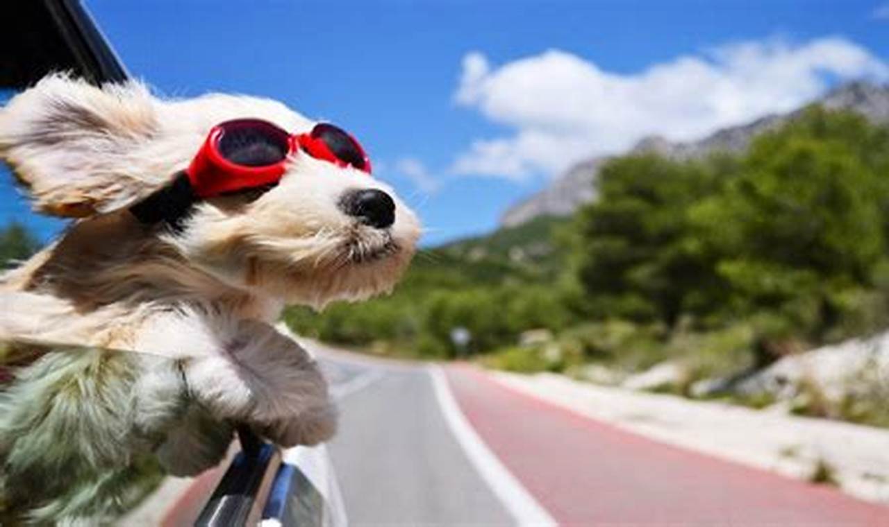 How To Car Train Your Dog My Caring Dog – Tips, Stories, and Care Guides for Loving Pet Owners How To Car Train Your Dog | My Caring Dog – Tips, Stories, and Care Guides for Loving Pet Owners