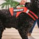 Trained Service Dog Essentials: Expert Training Guide | My Caring Dog – Tips, Stories, and Care Guides for Loving Pet Owners