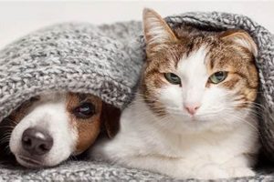 Cat vs. Dog: Which Pet Costs More? My Caring Dog – Tips, Stories, and Care Guides for Loving Pet Owners Cat vs. Dog: Which Pet Costs More? | My Caring Dog – Tips, Stories, and Care Guides for Loving Pet Owners