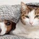 Cat vs. Dog: Which Pet Costs More? | My Caring Dog – Tips, Stories, and Care Guides for Loving Pet Owners