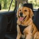 Best Dog Care Options While You Travel | My Caring Dog – Tips, Stories, and Care Guides for Loving Pet Owners