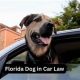 Never Leave Dog in Car With AC On in Florida Heat | My Caring Dog – Tips, Stories, and Care Guides for Loving Pet Owners