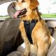 Easy Guide: Dog Car Harness On & Secure | My Caring Dog – Tips, Stories, and Care Guides for Loving Pet Owners