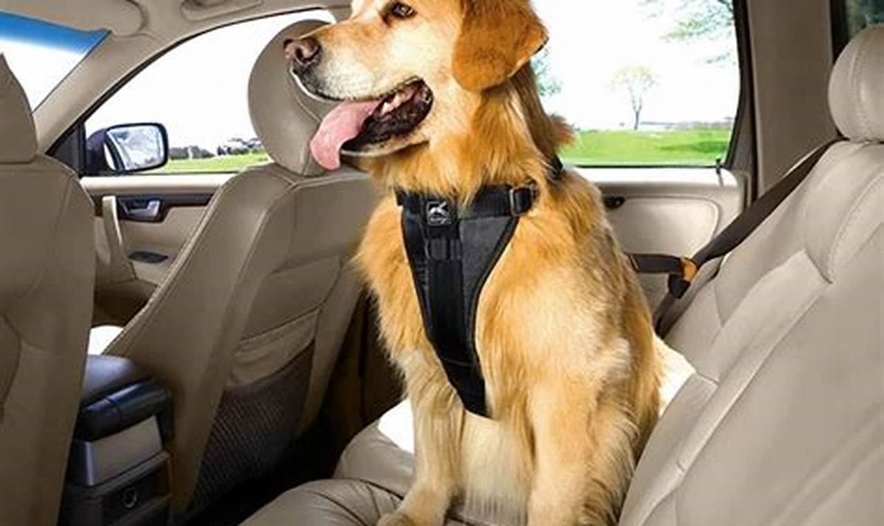 Easy Guide: Dog Car Harness On & Secure | My Caring Dog – Tips, Stories, and Care Guides for Loving Pet Owners