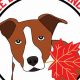 Red Maple Dog Care & Training: Tips & Tricks | My Caring Dog – Tips, Stories, and Care Guides for Loving Pet Owners