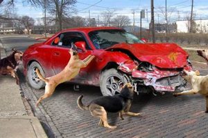 How to Stop Dogs Destroying Cars: Tips & Tricks | My Caring Dog – Tips, Stories, and Care Guides for Loving Pet Owners