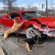 How to Stop Dogs Destroying Cars: Tips & Tricks | My Caring Dog – Tips, Stories, and Care Guides for Loving Pet Owners