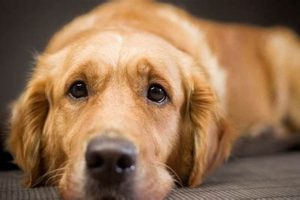 Top 10 Low-Maintenance Dog Breeds for Busy Owners | My Caring Dog – Tips, Stories, and Care Guides for Loving Pet Owners