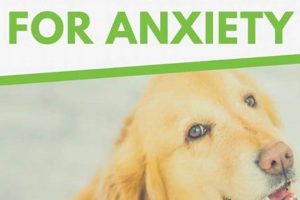 Best Anxiety Service Dog Training: A Guide | My Caring Dog – Tips, Stories, and Care Guides for Loving Pet Owners
